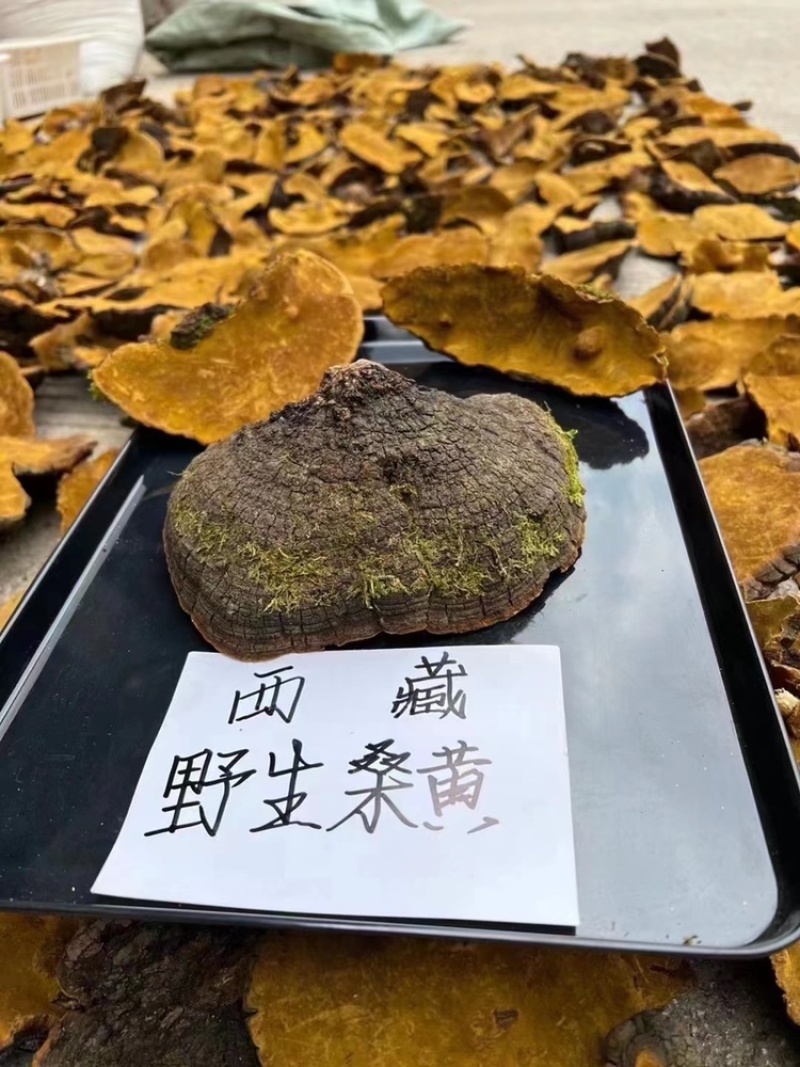 西藏野生桑黄灵芝桑树灵芝黄菌种正品大量批发