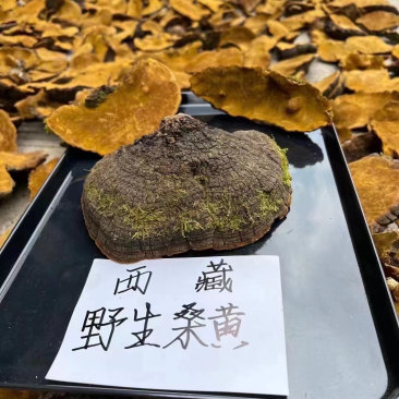 西藏野生桑黄灵芝桑树灵芝黄菌种正品大量批发