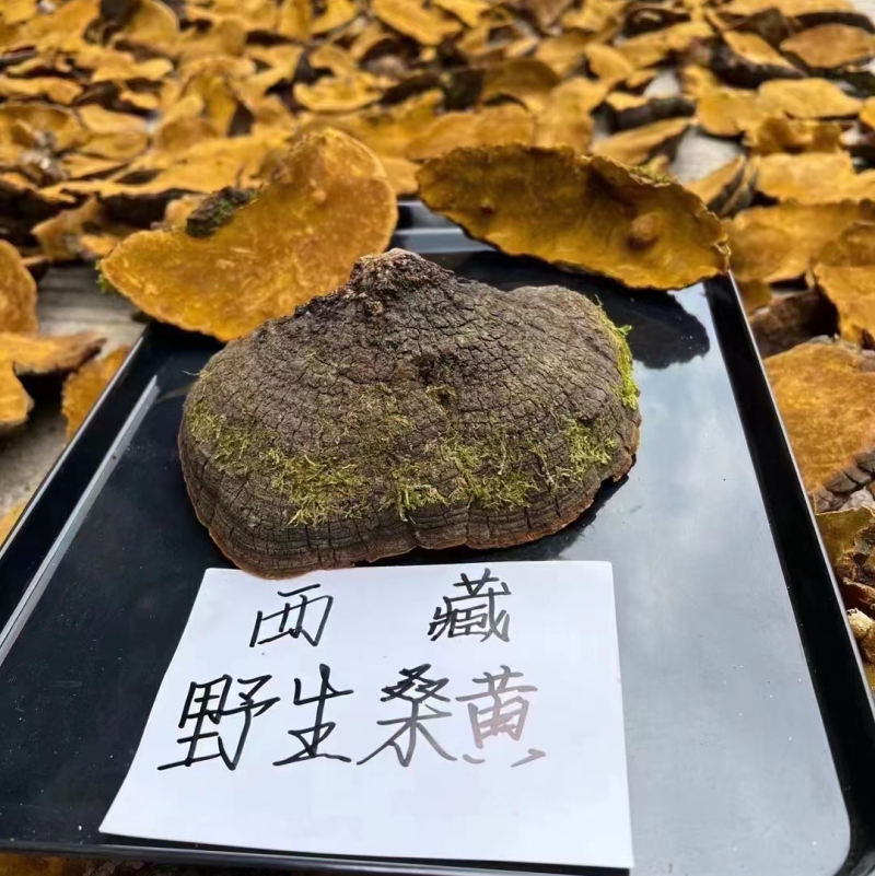 西藏野生桑黄灵芝桑树灵芝黄菌种正品大量批发