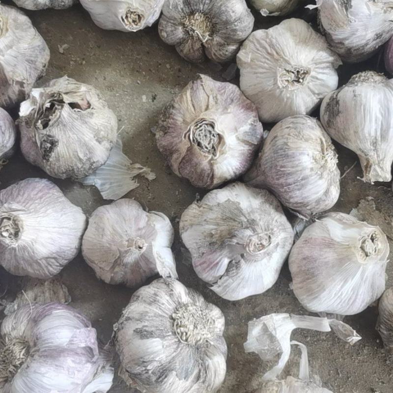 优质红根蒜苗蒜种产地一手货源欢迎来电咨询
