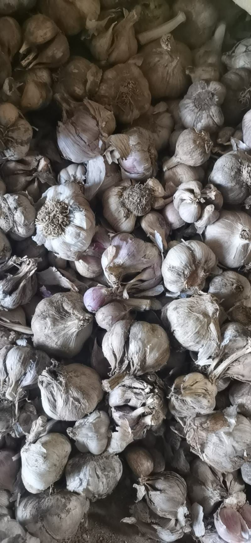 优质红根蒜苗蒜种产地一手货源欢迎来电咨询
