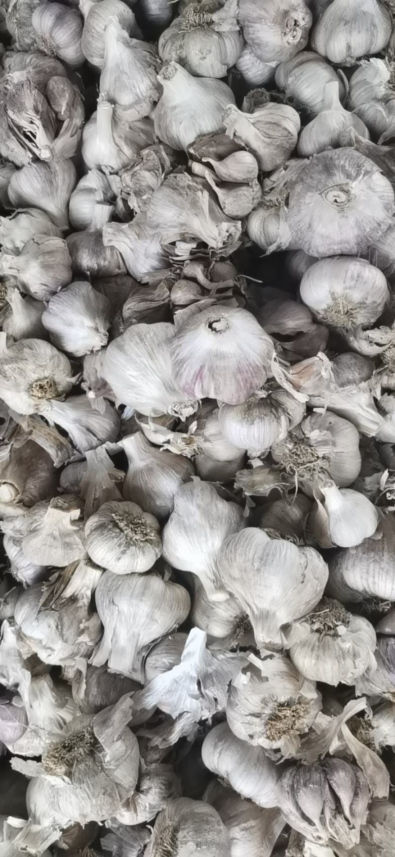 优质红根蒜苗蒜种产地一手货源欢迎来电咨询