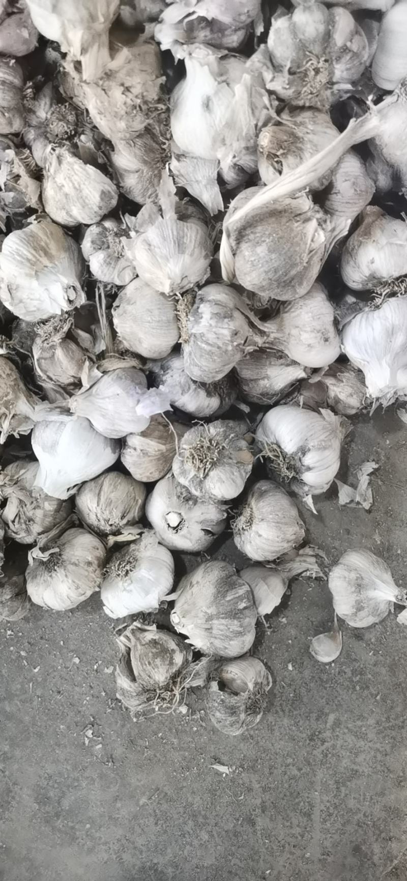 优质红根蒜苗蒜种产地一手货源欢迎来电咨询