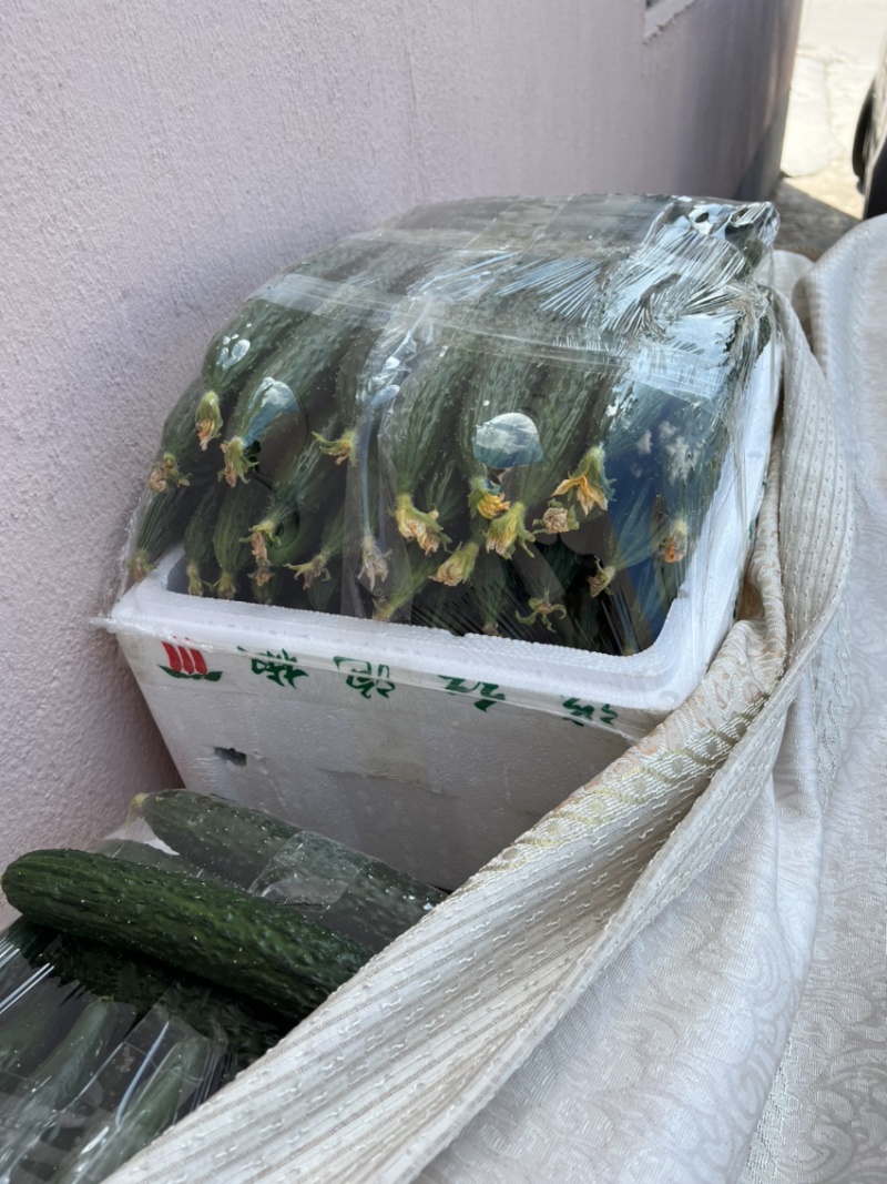 苏州常熟当天现采密刺鲜花新瓜黄瓜基地直发