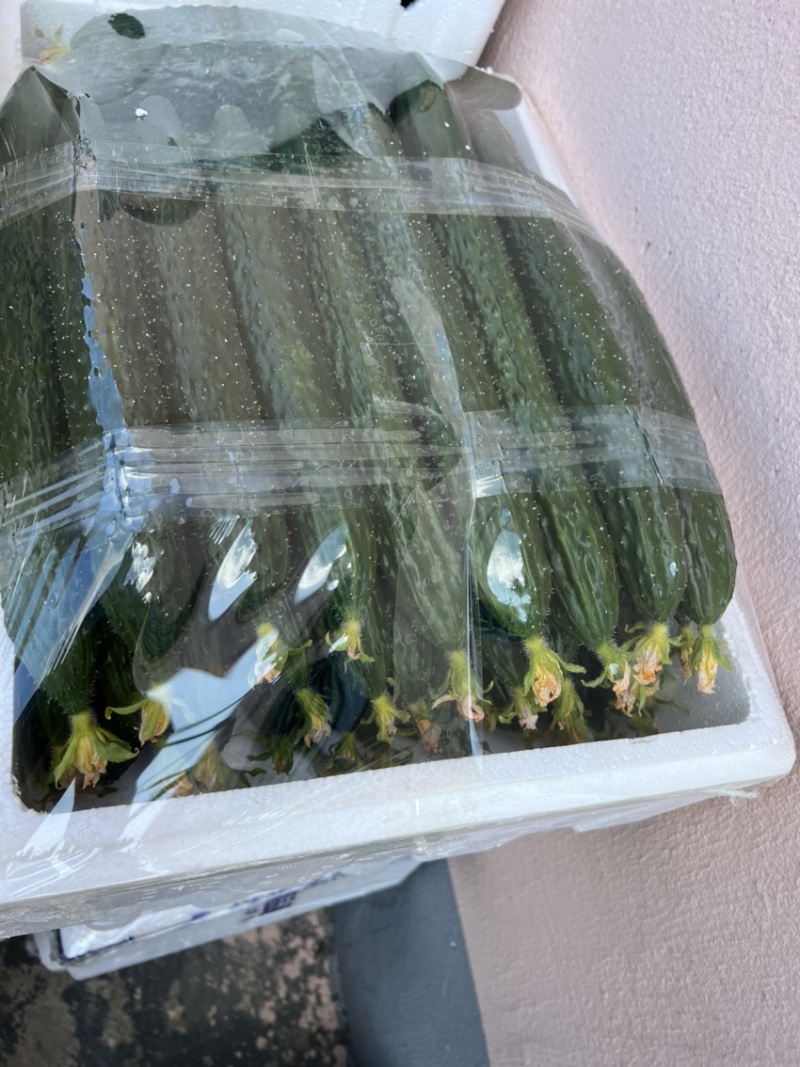 苏州常熟当天现采密刺鲜花新瓜黄瓜基地直发