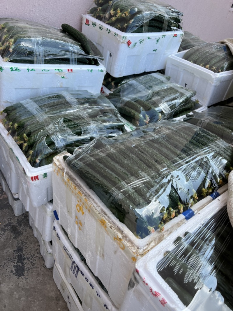 苏州常熟当天现采密刺鲜花新瓜黄瓜基地直发