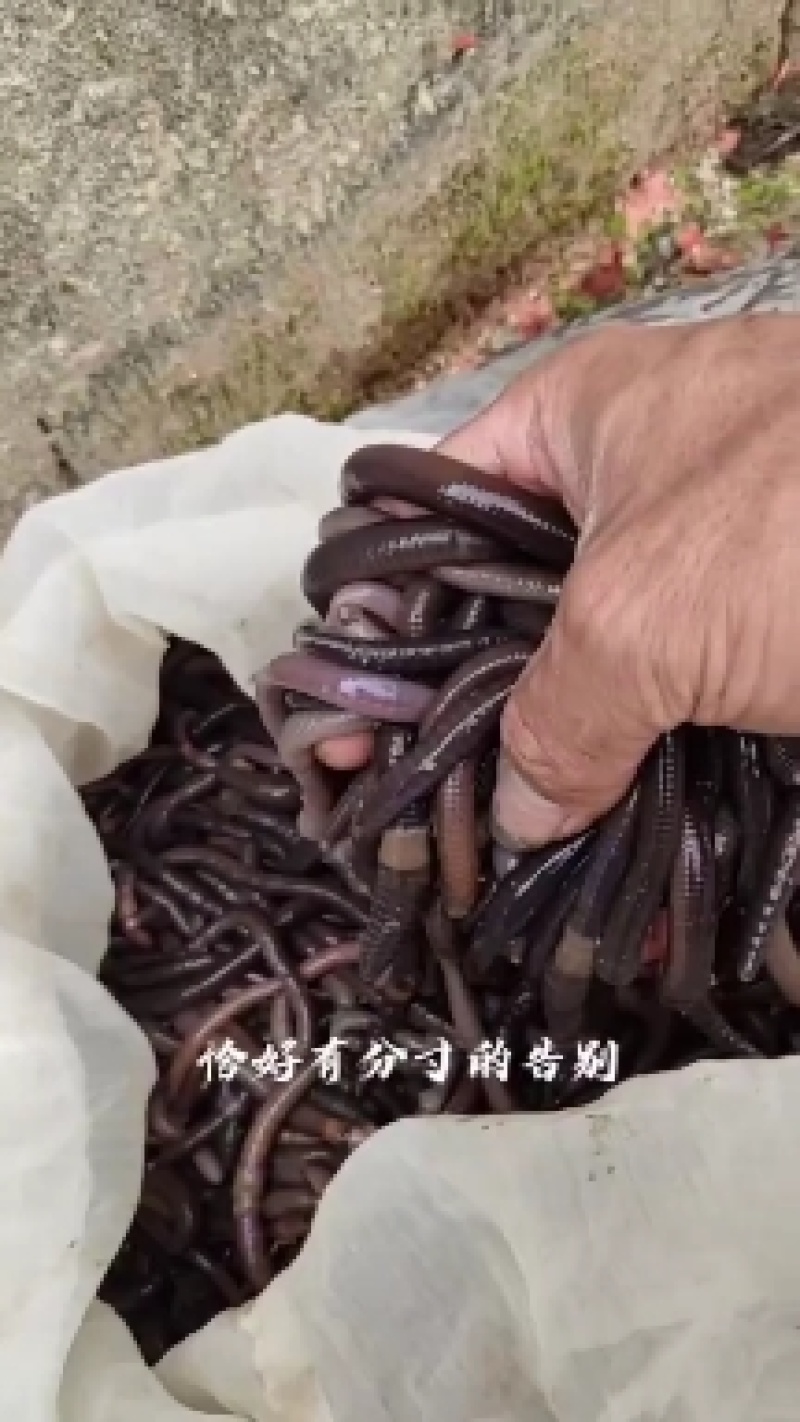 蚯蚓种苗