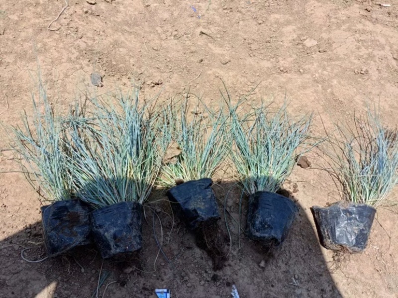 蓝羊茅承接各种绿化工程花卉苗圃高达千种苗圃花卉