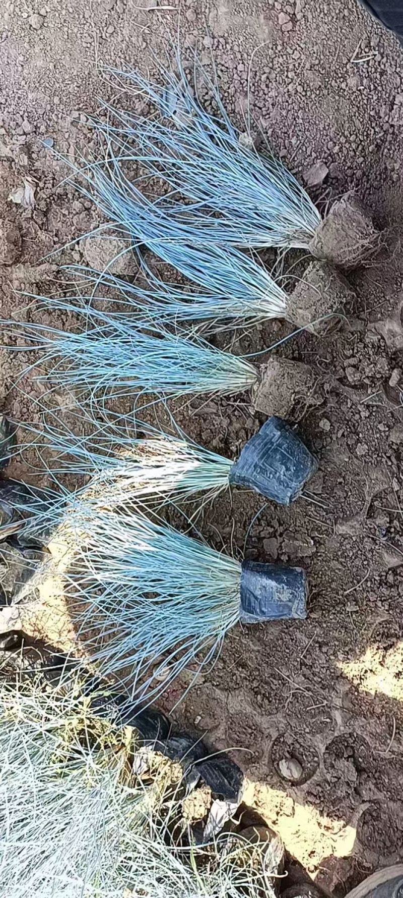 蓝羊茅承接各种绿化工程花卉苗圃高达千种苗圃花卉