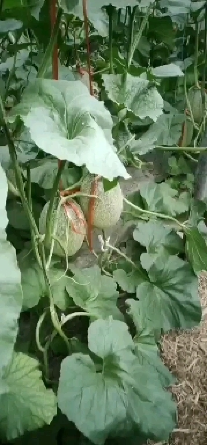 网纹量大一手货源地头装车没有差价需要的老板联系了