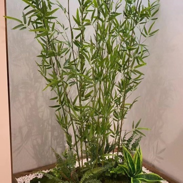 竹子防真竹，绿化景观设计隔断墙屏风