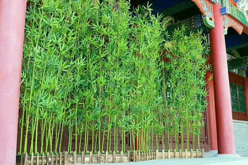 竹子防真竹，绿化景观设计隔断墙屏风