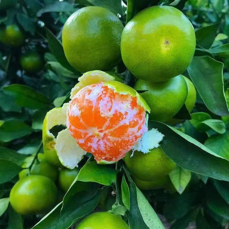 蜜橘云南蜜橘电商货市场货一件代发