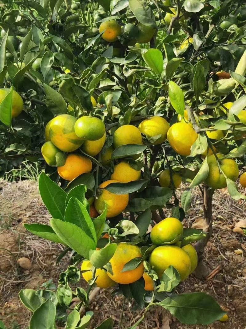 蜜橘云南蜜橘电商货市场货一件代发