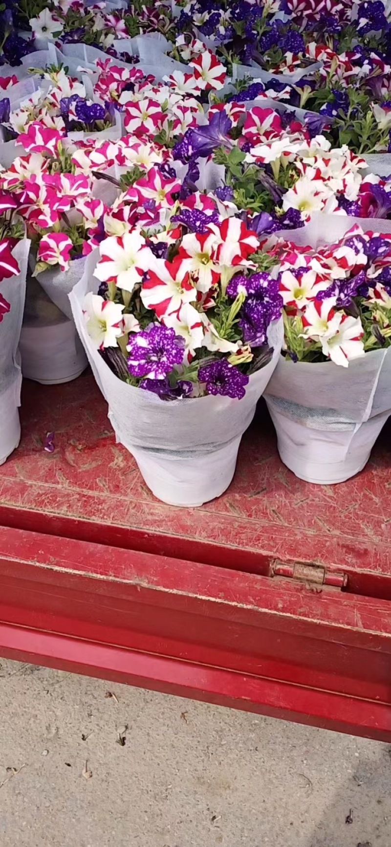 牵牛花小苗独立包装纸箱➕泡沫运输品种齐全