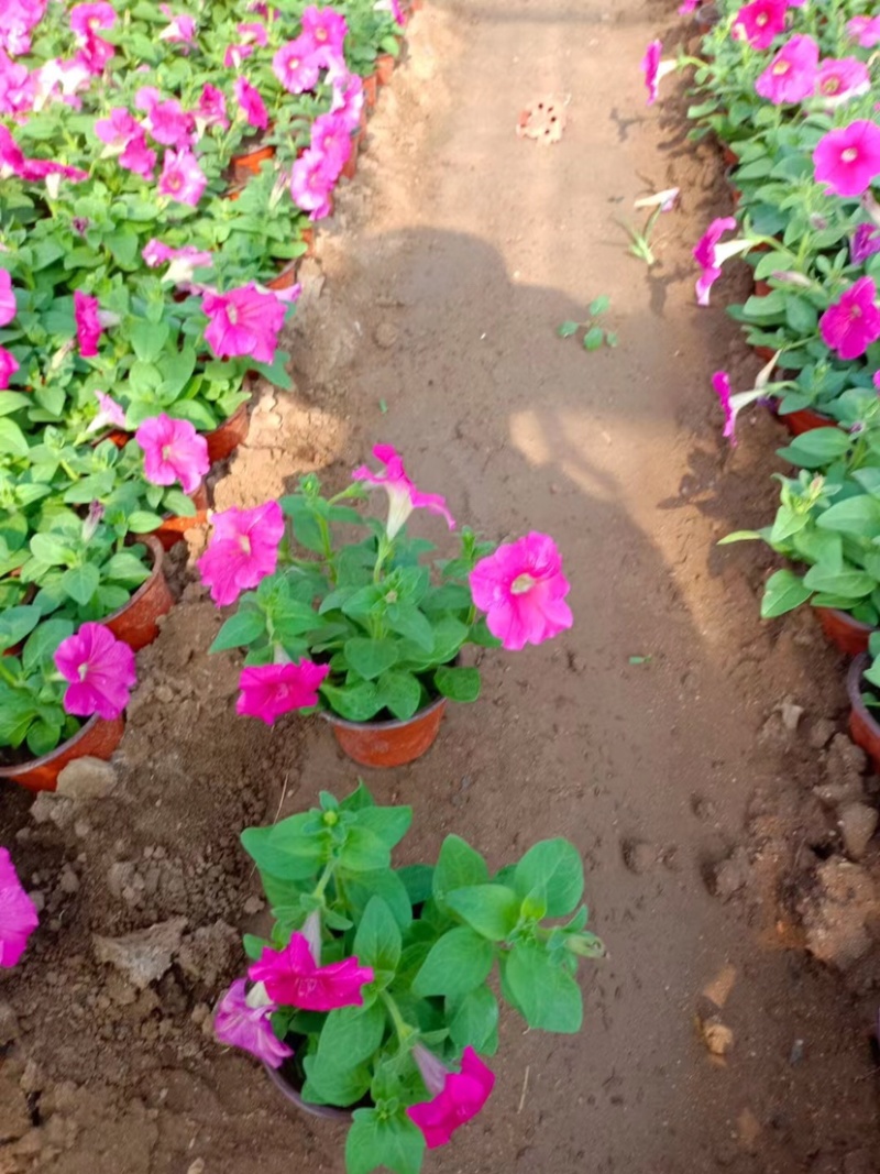 牵牛花小苗独立包装纸箱➕泡沫运输品种齐全
