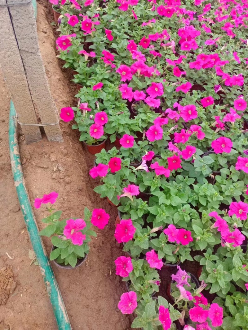牵牛花小苗独立包装纸箱➕泡沫运输品种齐全