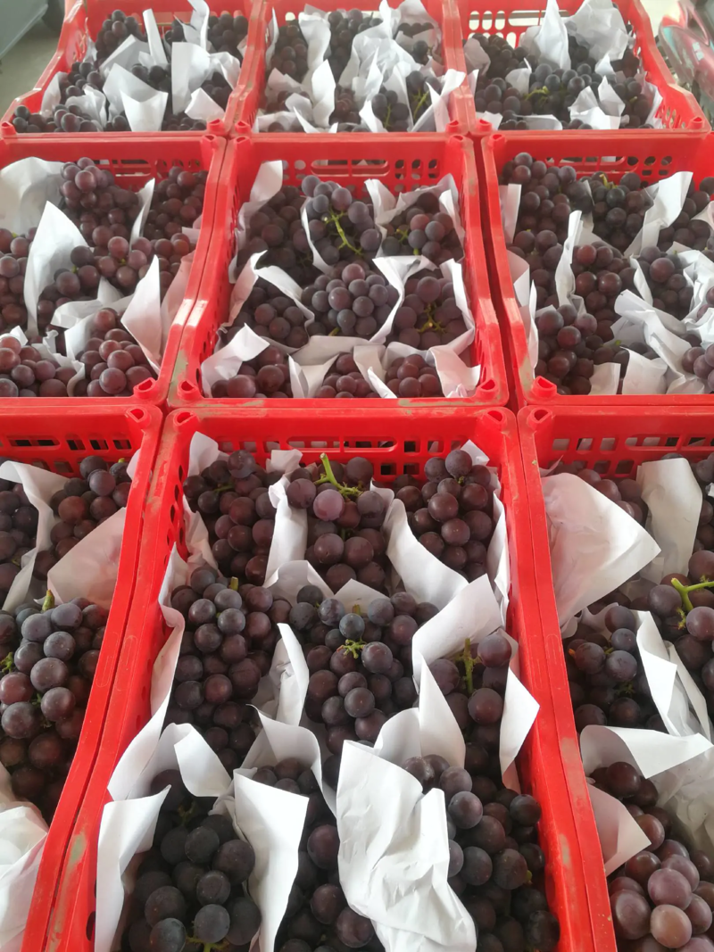 【热卖】巨峰葡萄大量上市中基地直发一手货源对接全国