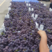 【热卖】巨峰葡萄大量上市中基地直发一手货源对接全国