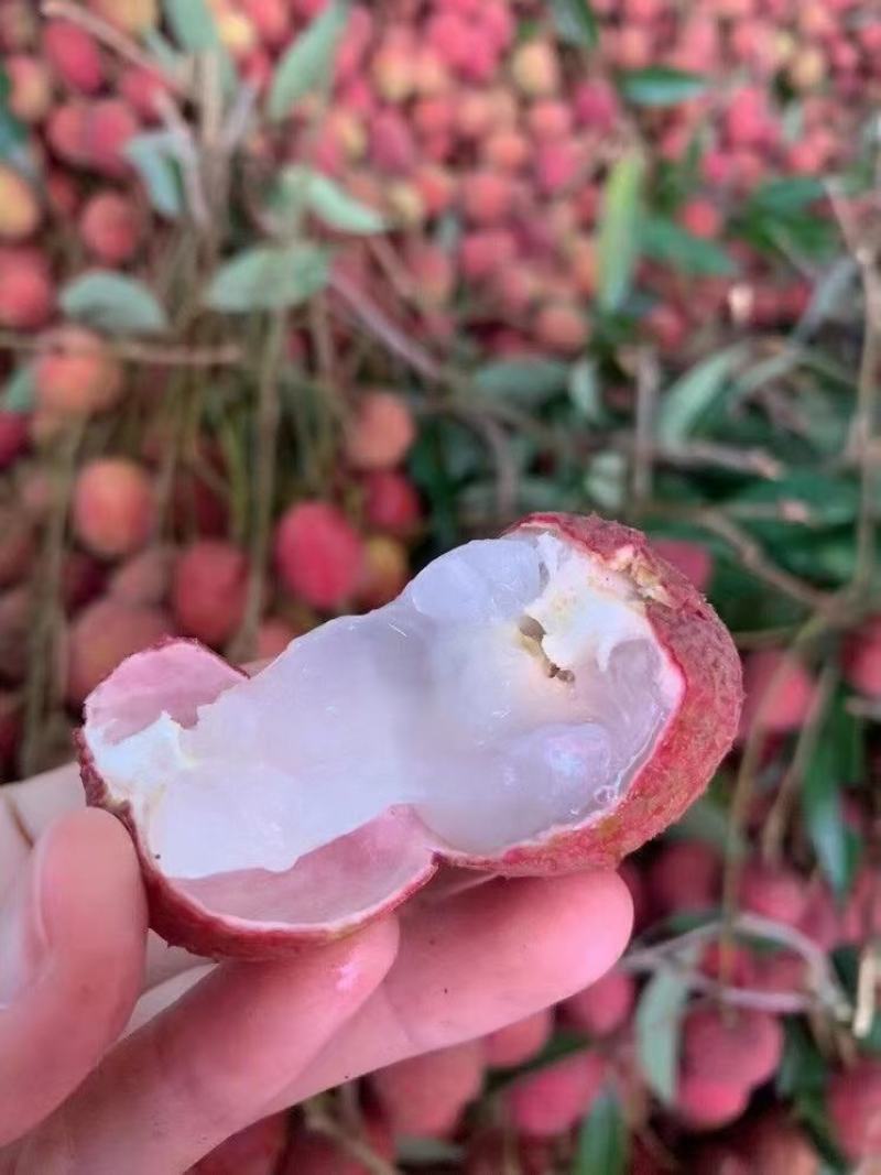 诏安黑叶荔枝上线多汁多肉甜甜的