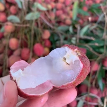 诏安黑叶荔枝上线多汁多肉甜甜的
