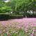 地被草坪多年生紫叶幸运草红花酢浆草种球花卉绿植种球