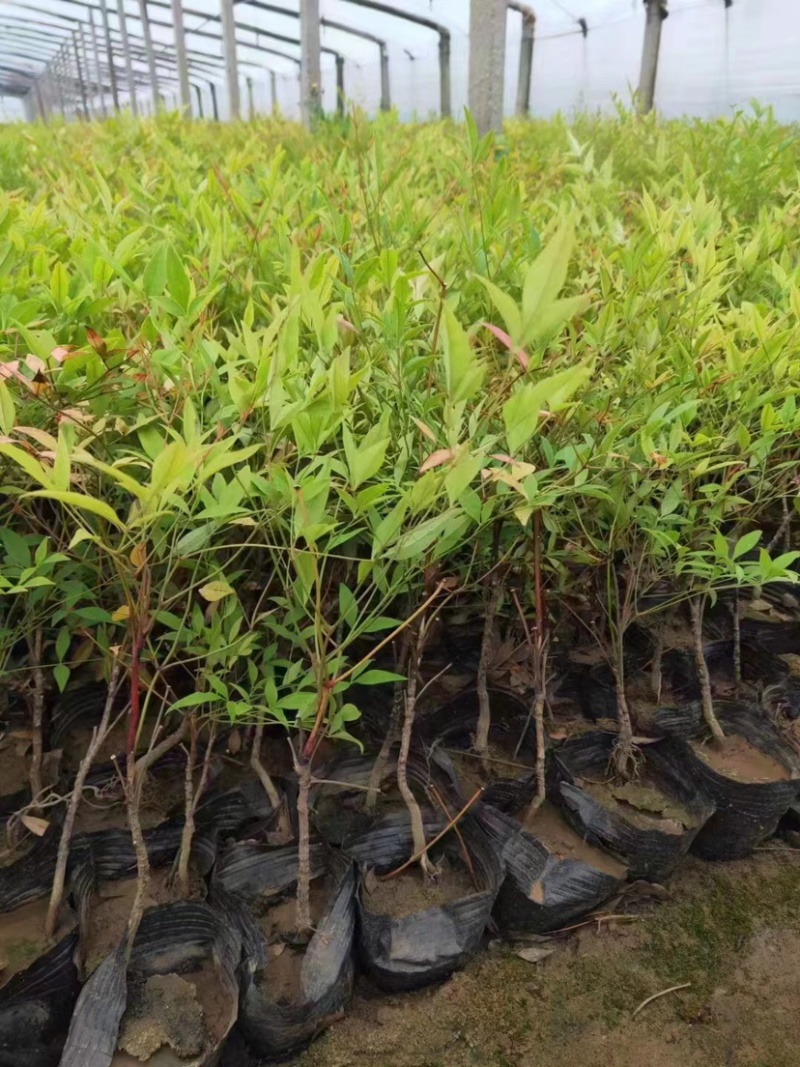 火焰南天竹南天竹万亩温室苗圃基地直发量大从优