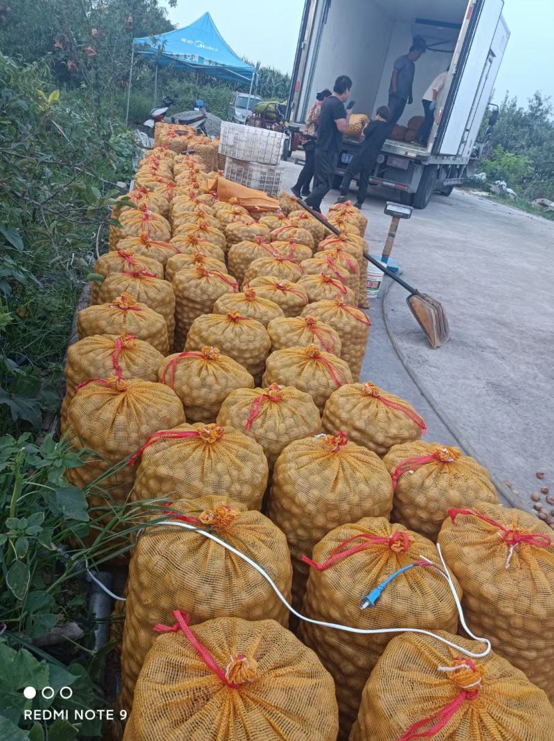 石家庄赞皇县辽系青皮核桃开始上市啦，皮薄个大，质量保证
