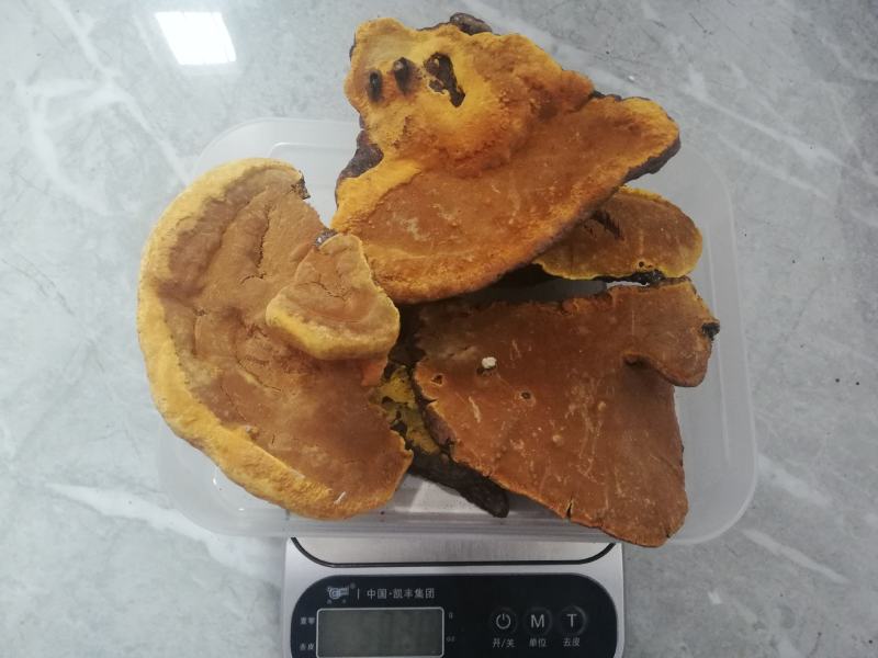 桑树桑黄养生