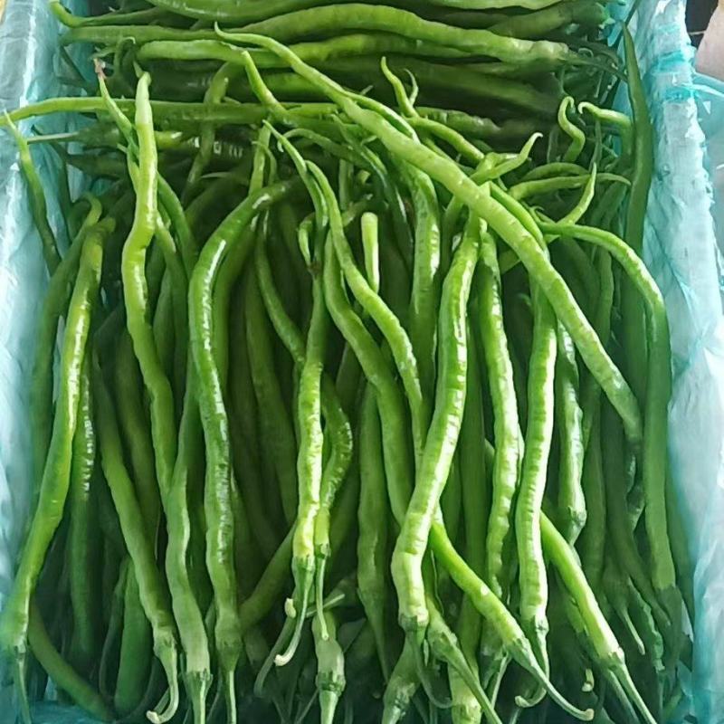【实力】线椒一手货源基地直供量大从优可视频看货