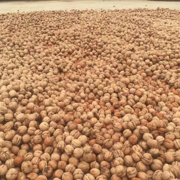 去皮鲜核桃，可手工脱皮可机器脱皮，质量保证，支持一件代发