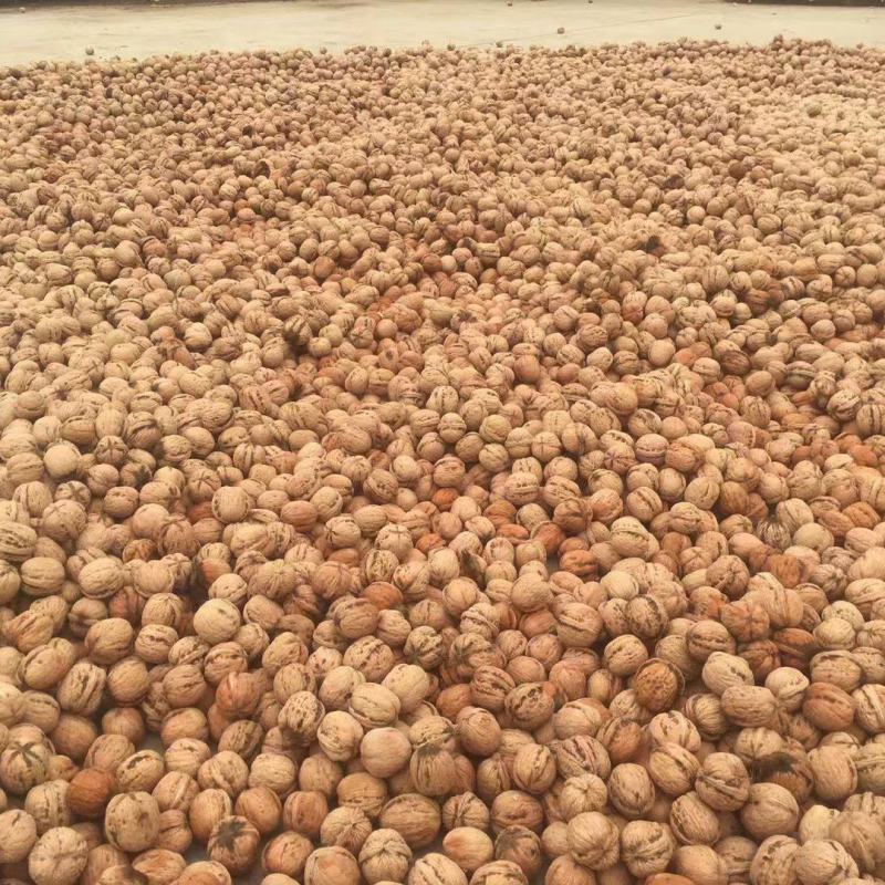 去皮鲜核桃，可手工脱皮可机器脱皮，质量保证，支持一件代发