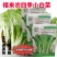 白帮小白菜种子四季播青菜种籽快菜籽农家庭院阳台盆栽蔬菜种