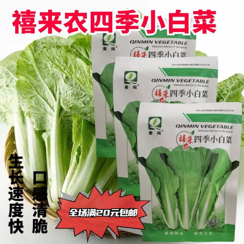 白帮小白菜种子四季播青菜种籽快菜籽农家庭院阳台盆栽蔬菜种