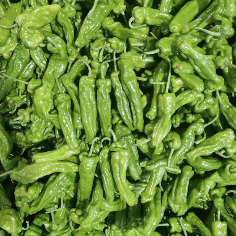 【推荐】芜湖薄皮椒实力代办全国发货量大从优一手货