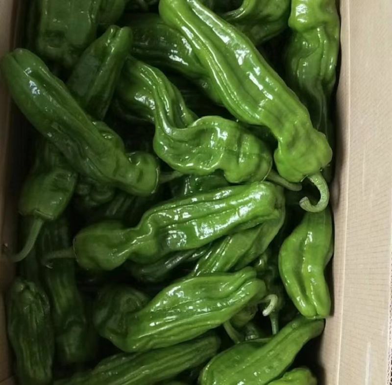 【推荐】芜湖薄皮椒实力代办全国发货量大从优一手货
