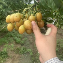 广东茂名电白黄皮