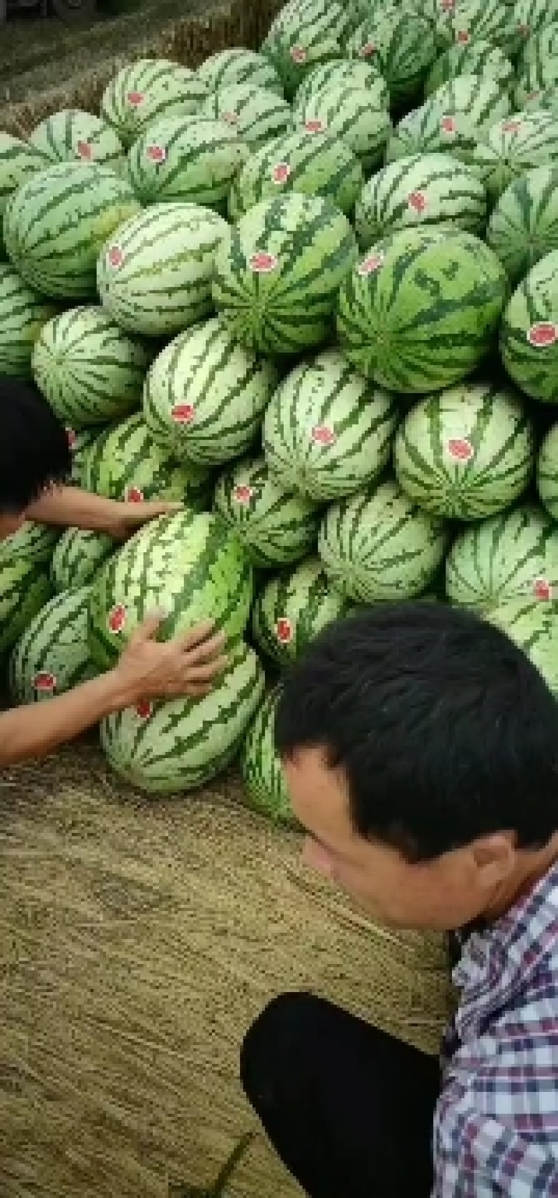 宁夏硒砂瓜大量上市中口感脆甜质量保证诚信合作