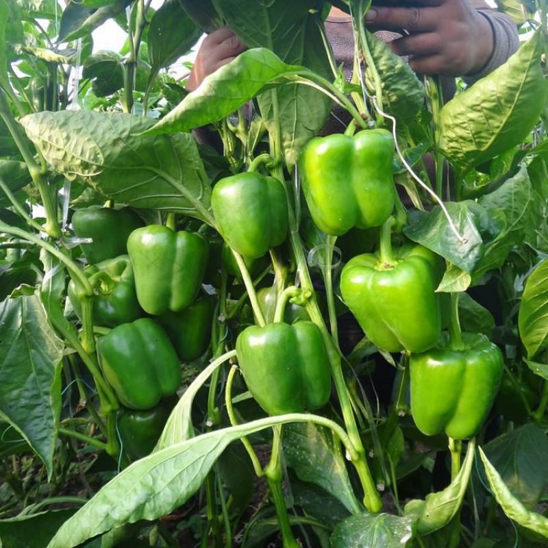 甜椒种子菜椒甜辣椒种籽特大方灯笼椒肉厚甜脆不辣茄门草椒蔬