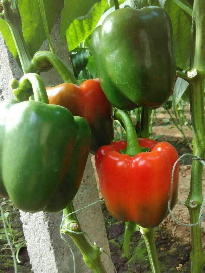 甜椒种子菜椒甜辣椒种籽特大方灯笼椒肉厚甜脆不辣茄门草椒蔬