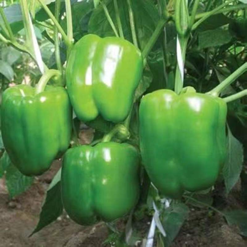 甜椒种子菜椒甜辣椒种籽特大方灯笼椒肉厚甜脆不辣茄门草椒蔬