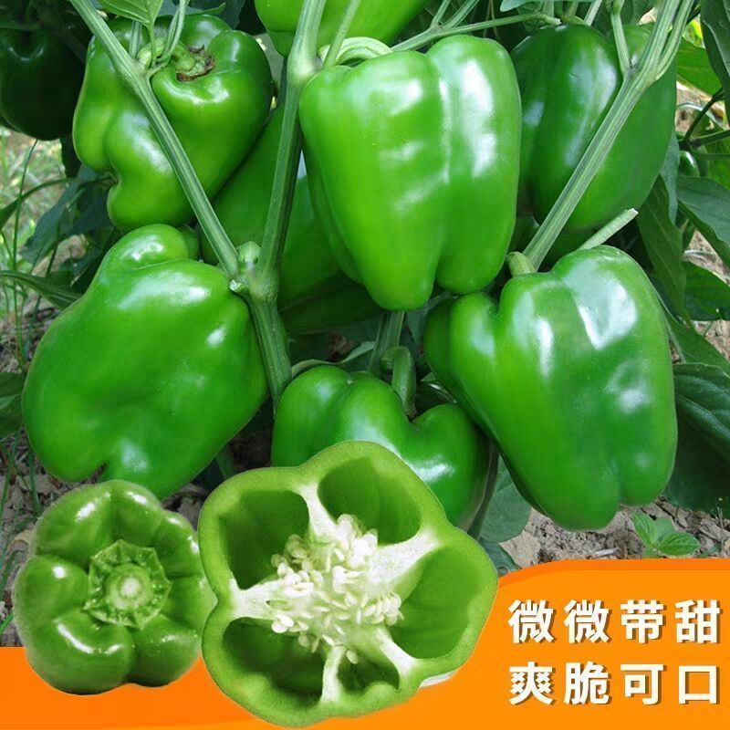 甜椒种子菜椒甜辣椒种籽特大方灯笼椒肉厚甜脆不辣茄门草椒蔬
