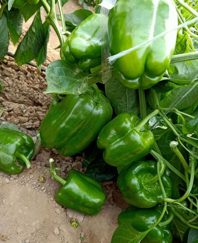甜椒种子菜椒甜辣椒种籽特大方灯笼椒肉厚甜脆不辣茄门草椒蔬