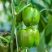 甜椒种子菜椒甜辣椒种籽特大方灯笼椒肉厚甜脆不辣茄门草椒蔬