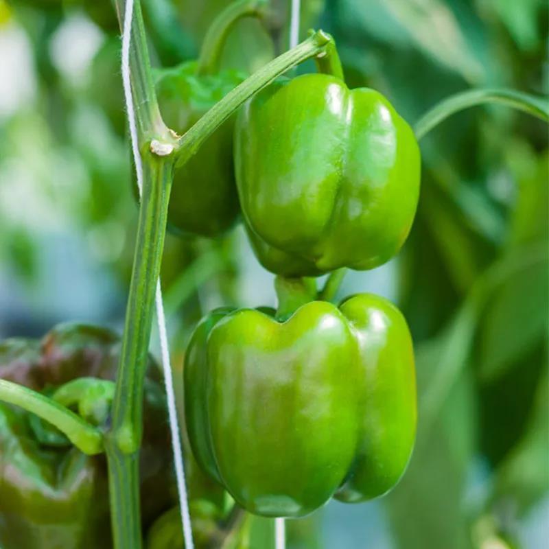 甜椒种子菜椒甜辣椒种籽特大方灯笼椒肉厚甜脆不辣茄门草椒蔬