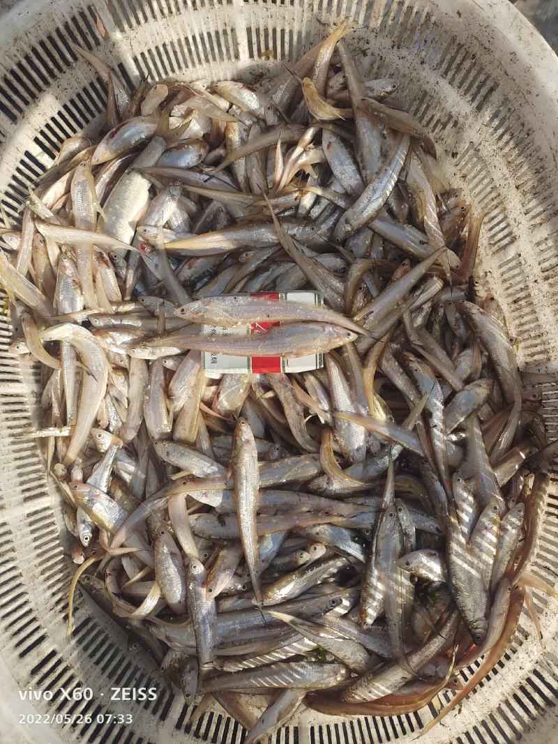 毛刀鱼