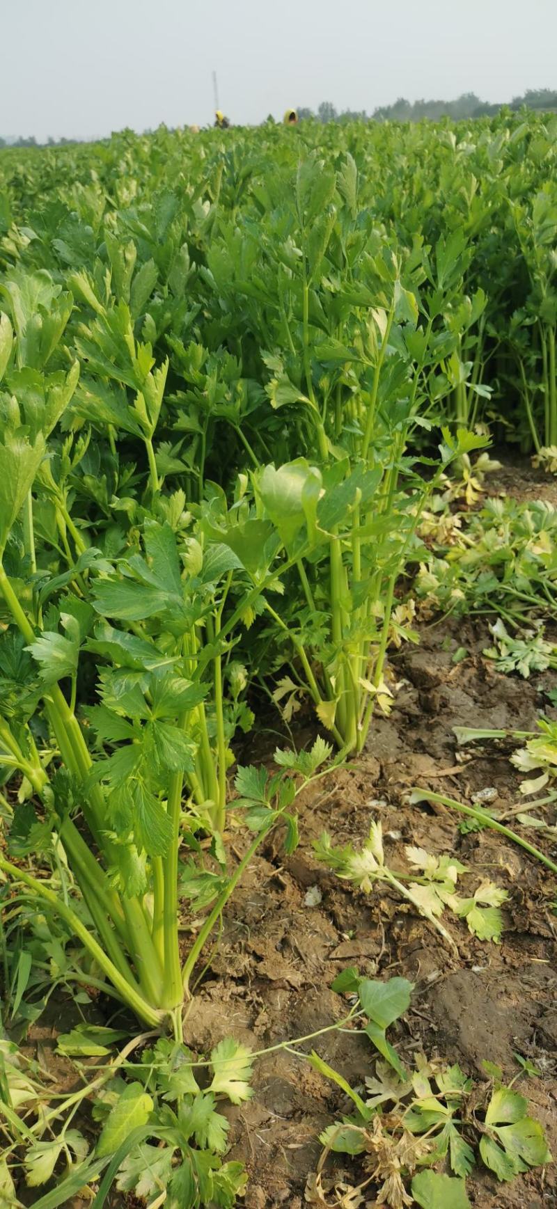 皇后芹菜出售