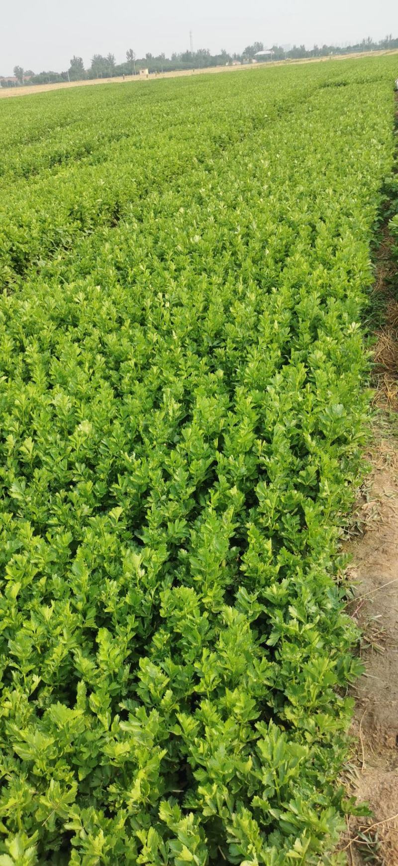 皇后芹菜出售