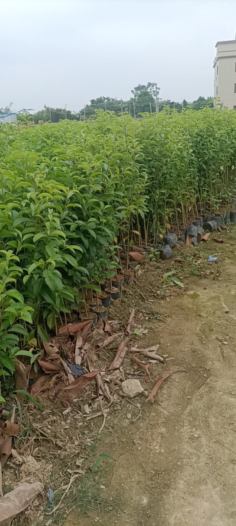 红果冬青万紫千红