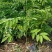 黄花梨树苗小袋种植苗木场